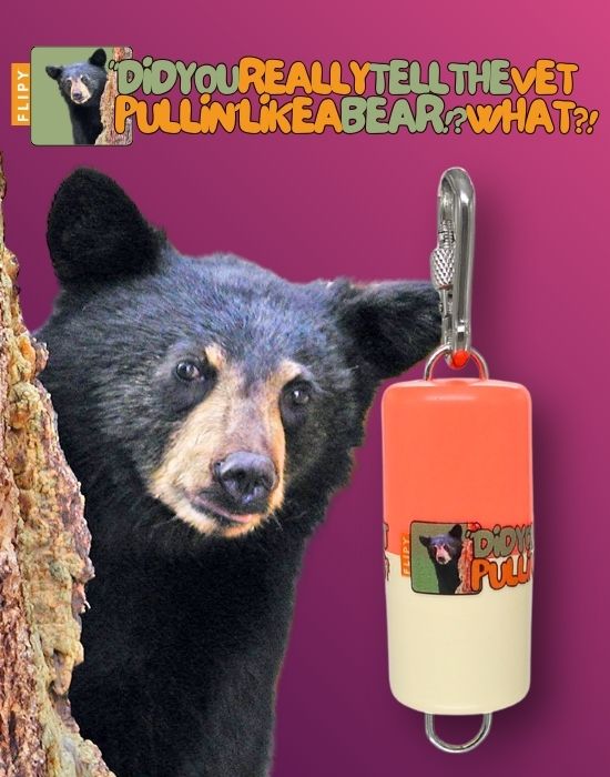 Flipy Mod Serisi Bear